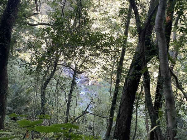 卡保逐鹿山毛欅2935492