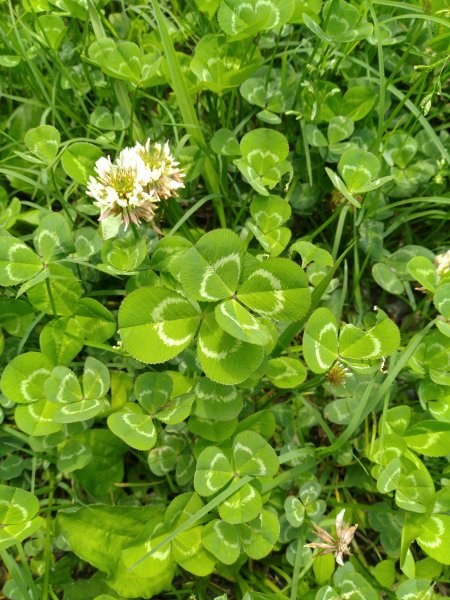 2022-04-09 迷糊步道_福山古道O型1668193