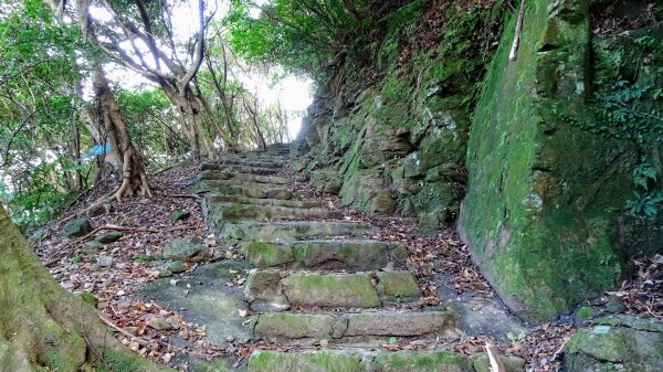 樹梅坪,黃金神社798298