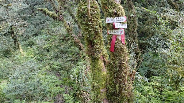 棲松縱走未竟2918404