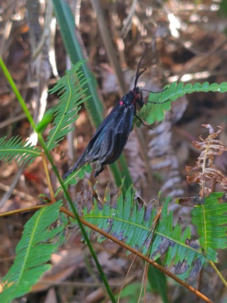 唐麻丹山 蝴蝶谷2918826