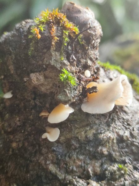 三貂嶺瀑布百大任務解鎖2957920