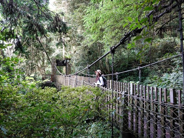 鳳凰山 （溪頭四姝 ）溪頭園區O繞1880846