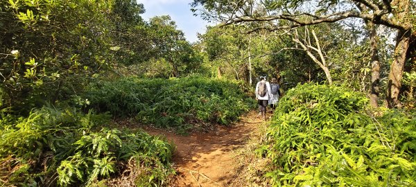 2024/12/28-蓮華山古道群：飛龍步道、進香古道、採茶古道、載熙古道2678895