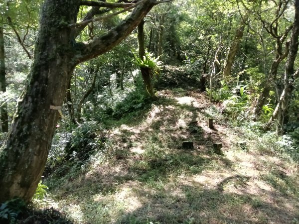 坪林區南豹子廚山+豹子廚古道+北豹子廚山2900484