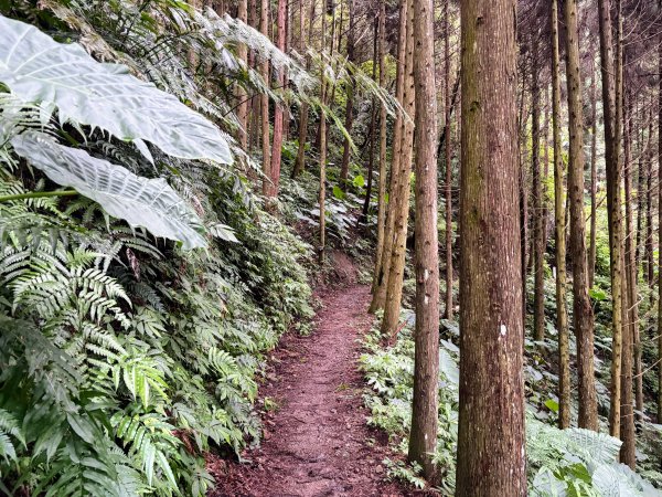 白蘭溪古道2846941