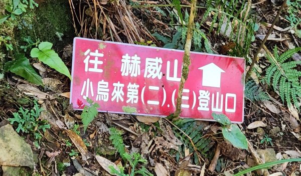 【中級山】插天山的奇幻世界，赫威山，赫威神木群步道2741319