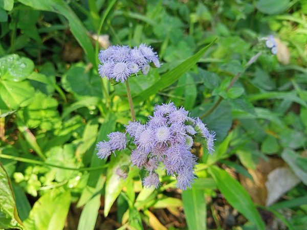 桃園大溪石門水庫楓林步道、齋明寺古道【南山神壽任務】1963920