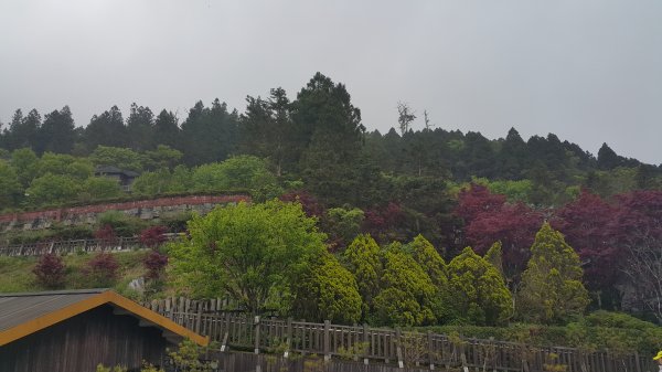 太平山檜木原始步道2325744