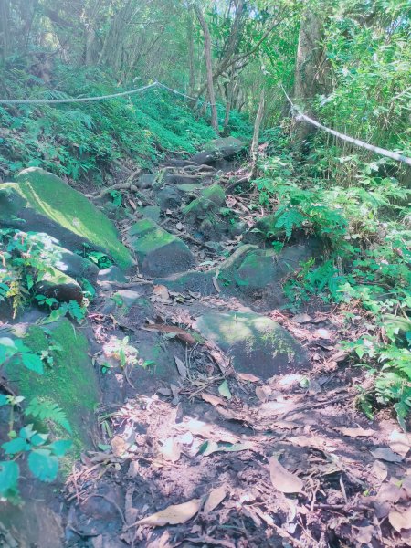 觀音山北橫古道、硬漢嶺1664938