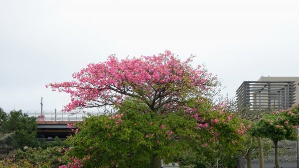 百吉,頭寮山,石龜坑山,打鐵寮1189620