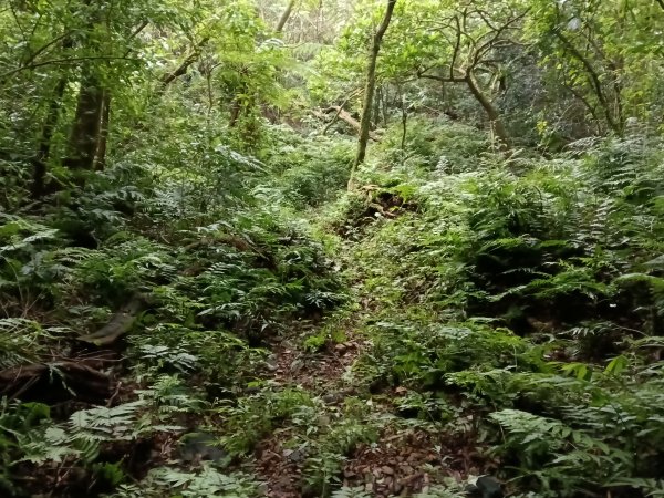 汐止區茄苳越嶺古道+上鹿窟崙山+九層坪山+四分尾山+大尖山8字走2981579
