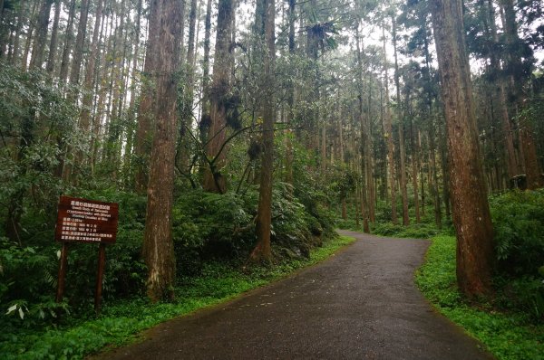 溪頭自然教育園區2016942