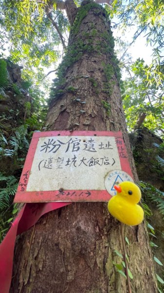 上草嶺古道芒草季看水牛🐃2657803