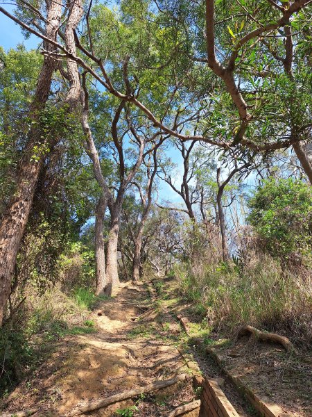造橋口山古道202503122734389