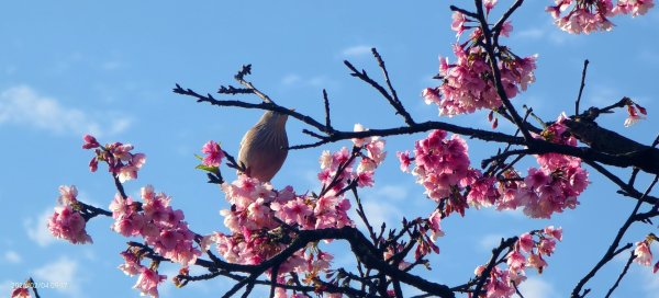 #栗尾椋鳥 #綠繡眼 #東湖樂活公園 #花園新城 #屈尺 #寒櫻 2/42992847
