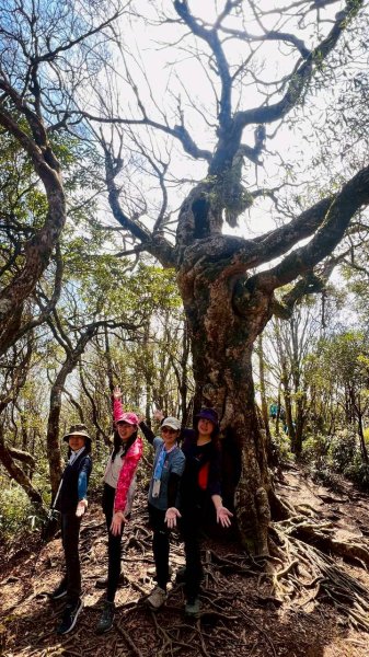 🌈3/15（日）北得拉曼神木+內鳥嘴山✨FB：熊熊趴爬走🌈3016833