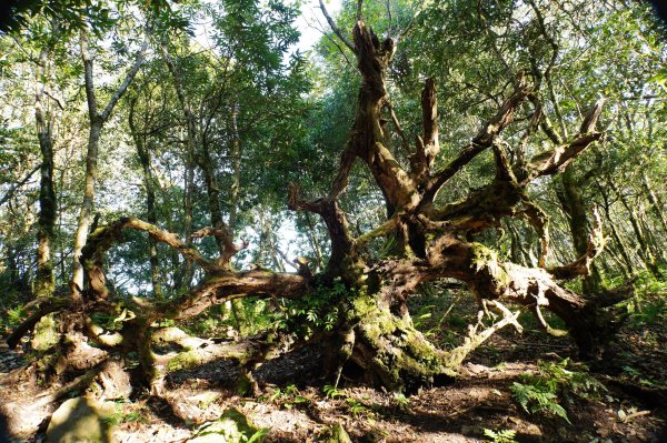 新竹 尖石 東穗山、島田山2939420