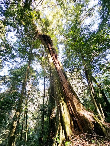 特富野古道-2024嘉遊好步道．來嘉走走2674373