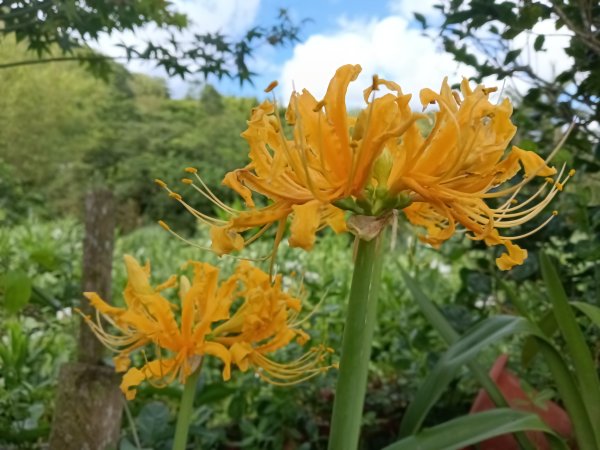 雙溪區雙澳崙+土地公嶺保甲路+青雲古道+遠景古道O型2910419