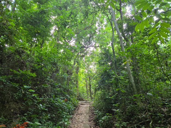 新化林場後山步道2776971