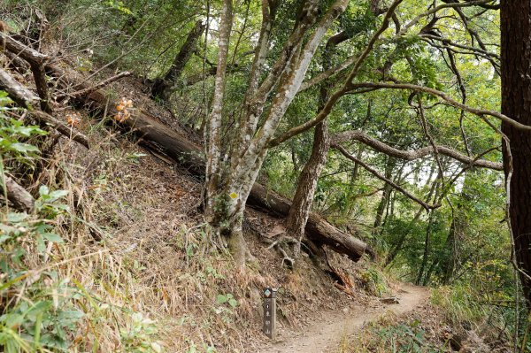 台中 和平 東卯山2674492