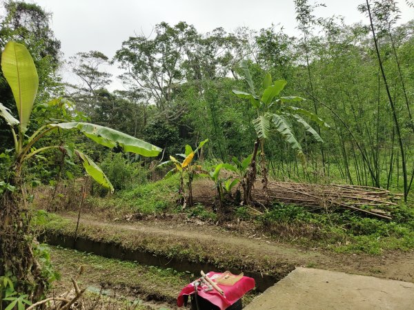 2024.04.14 倒別牛登中坑山飛鳳山O型2922812