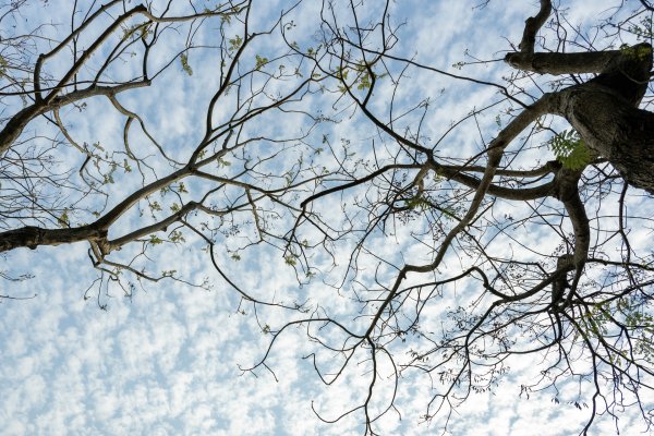 南澳/朝陽國家步道2751980