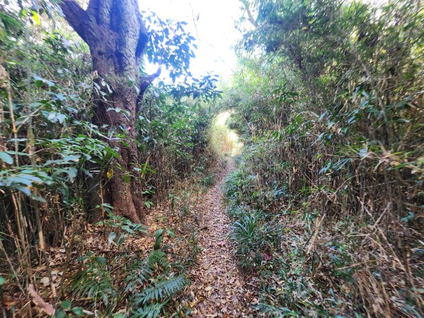 20251128橫須賀軍港遊船+鎌倉大佛步道2962735