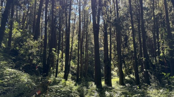 20251005小百岳金柑樹山2906992