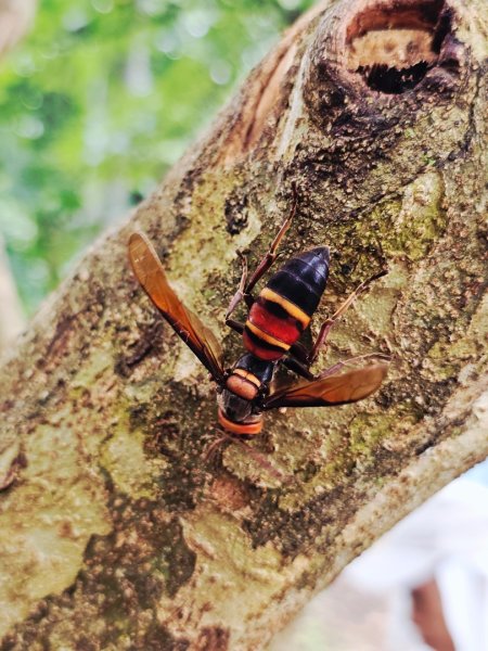 大坑9、10號步道-(台中)臺灣百大必訪步道2805950