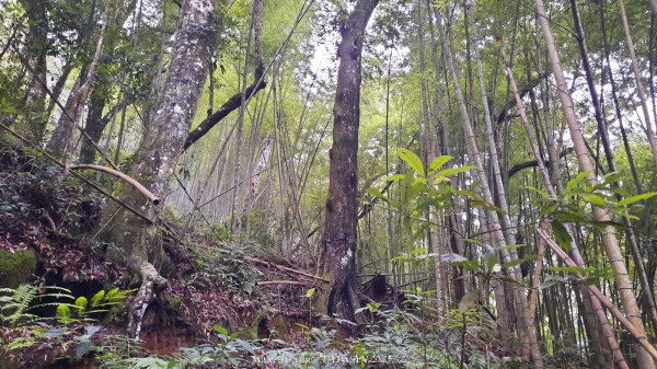 《雲林》望好望角｜石壁山嘉南雲峰步道(中側登山口）202506072805347