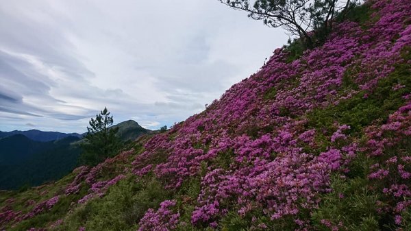 合歡山北峰 紅毛杜鵑611421