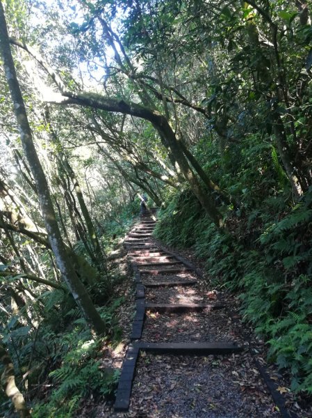 冷苗步道-七星公園-夢幻湖-冷水坑O形668570