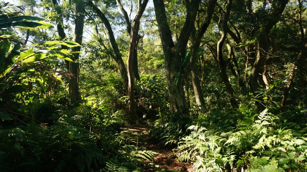 打鐵寮 草嶺山 石龜坑山 白石山連走1265226