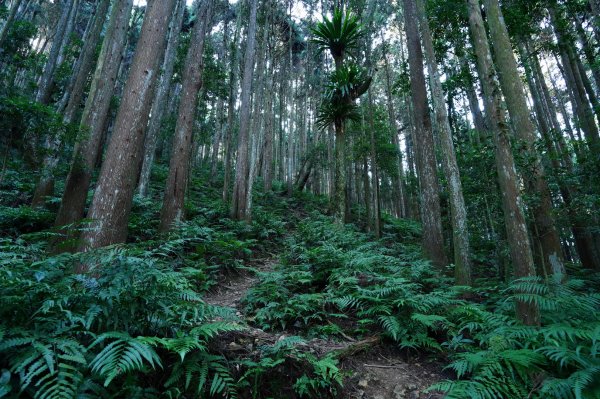 新竹 五峰 麥巴來山2303353