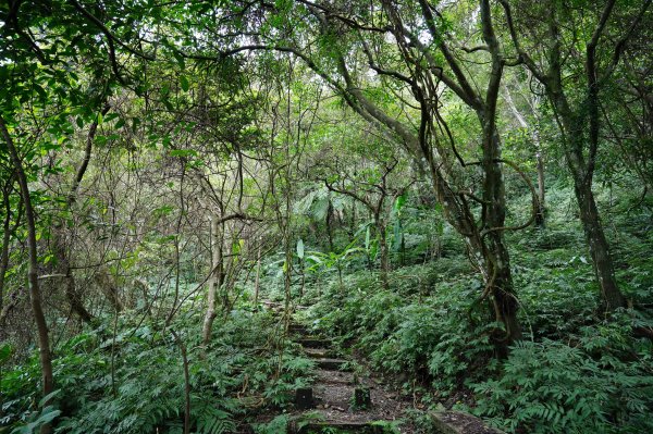 新北 烏來 大刀山、拉樸山、阿玉溪山2704946