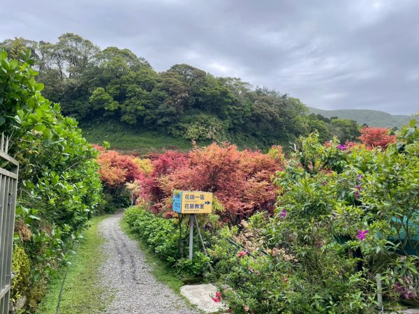 《走進竹子湖的清晨｜慢跑+美食＋泡湯享悠閒》2852674