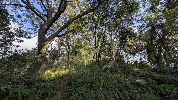 114.11.23龍泉山寺-成福山-十八羅漢岩-石門內尖山-石門內尖山東峰之旅2943734