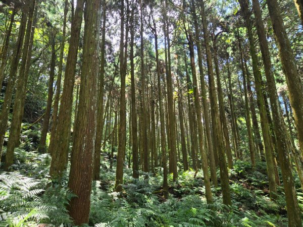 馬武督探索森林、外鳥嘴山2860613