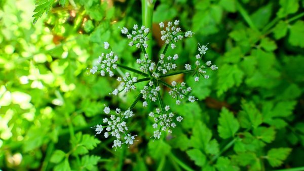 紫花酢醬草2739926