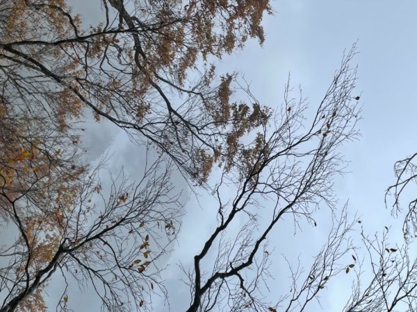 太平山山毛櫸步道～～雨天迷霧1517091