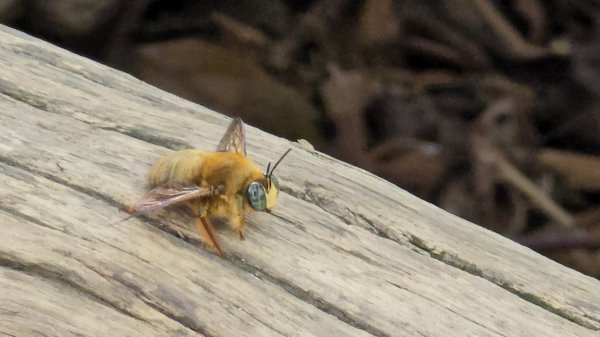 台中大坑頭嵙山（大冠鷲／木蜂／五色鳥／血藤花／鳳凰花）2756675
