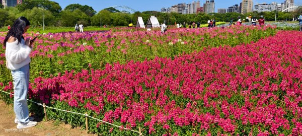 首訪 #古亭河濱公園 #花海 3/153015682