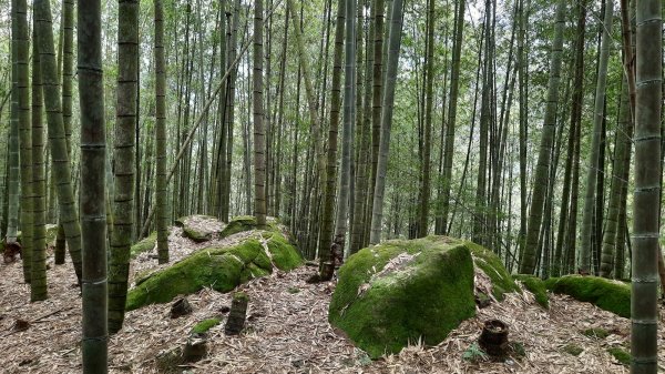 《南投》霧鎖銀杏林｜武岫農圃銀杏林觀景步道及長源圳古道202110231495781