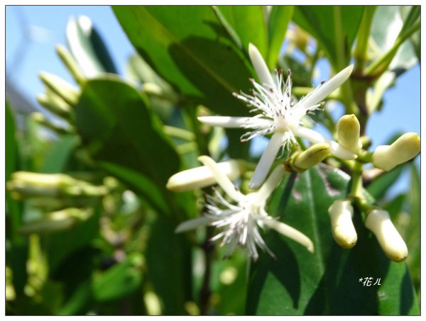 新豐紅樹林木棧步道2707062