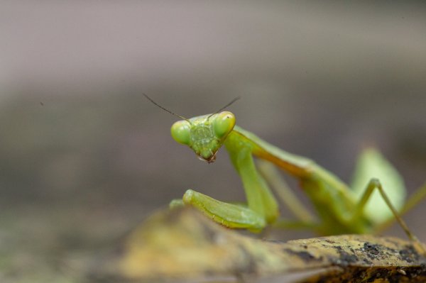 台北大縱走第七段 指南宮千階步道-樟山寺1742828