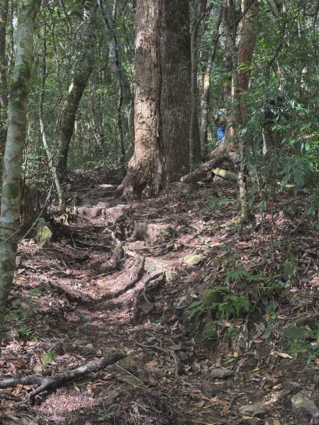 尖石鄉賞楓季-李崠山古堡、秀巒楓景、鎮西堡巨木群2958279