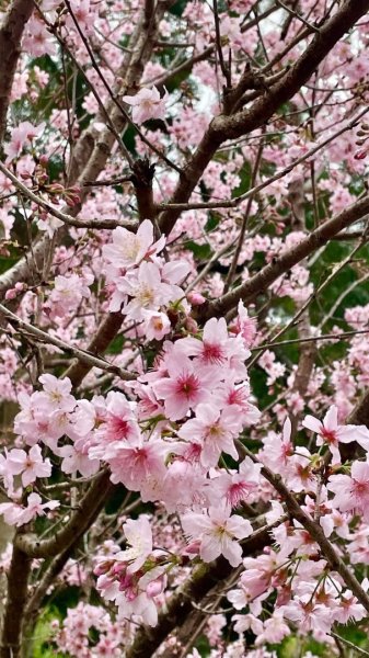 淡水天元宮賞櫻-三芝千手觀音如來2718507