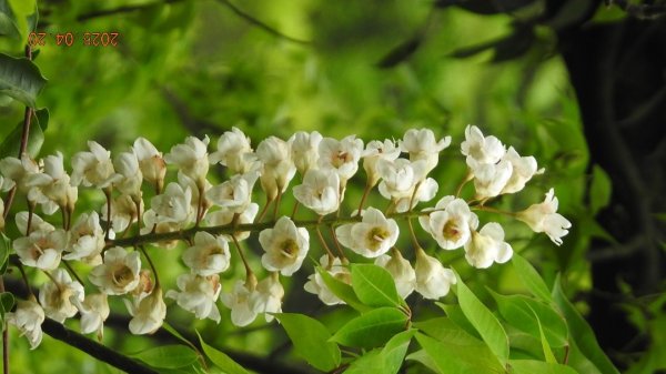 五色鳥和鐘萼木&夕陽晚霞 4/202766522